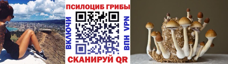 Псилоцибиновые грибы Cubensis  купить  цена  Бологое 